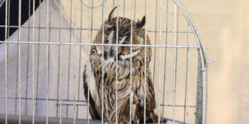 Единственная в Самарской области организация по содержанию хищных птиц сбежала от проверяющих