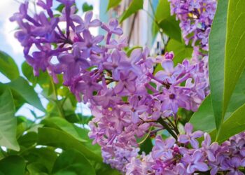 В Госдуме предлагают ввести в России длинные выходные на майские праздники