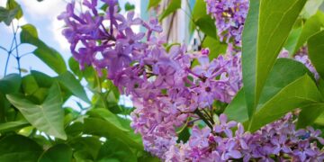 В Госдуме предлагают ввести в России длинные выходные на майские праздники