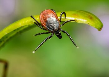 Роспотребнадзор: «Клещи проснулись почти везде в России»