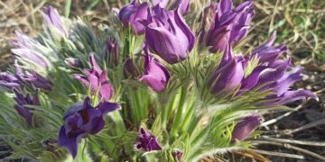 Самарскую область в ближайшие выходные ждут температурные качели