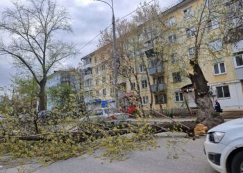 В Самаре ураган расшвырял огромные деревья и остановки