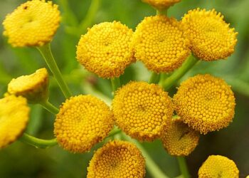 Российские ученые нашли новое средство против старения в придорожной траве