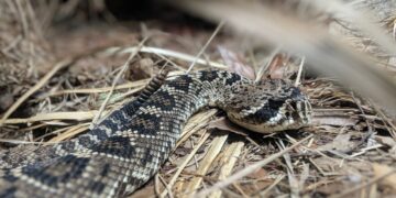 В Самарской области ребенок попал в реанимацию из-за укуса гадюки