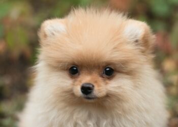 В России будут наказывать рублем безответственных хозяев домашних животных