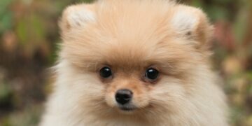 В России будут наказывать рублем безответственных хозяев домашних животных