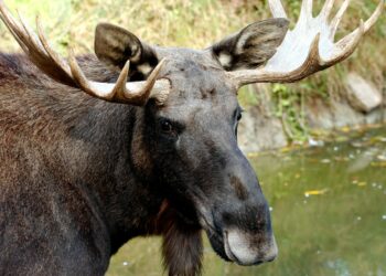 В Самаре заметили плывущего по Волге лося