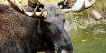 В Самаре заметили плывущего по Волге лося