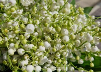 В Самарской области в День Победы будет облачно и прохладно