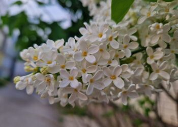 Афиша выходного дня: куда сходить в Самаре с 12 по 14 мая