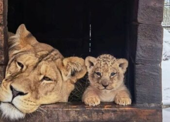 В Самарский зоопарк приедет львенок из Барнаула по кличке Алтай