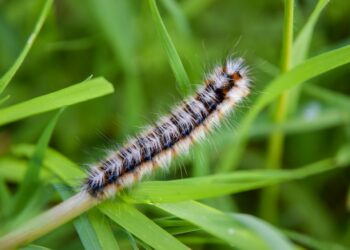 В самарских лесах уничтожили полчища непарного шелкопряда