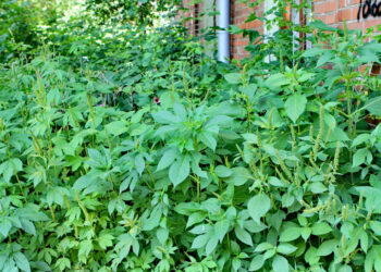 Самарские ученые создали черный список вредных и опасных растений