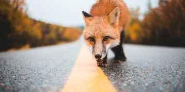 Самолет Екатеринбург – Самара при посадке ушел на второй круг из-за лисицы