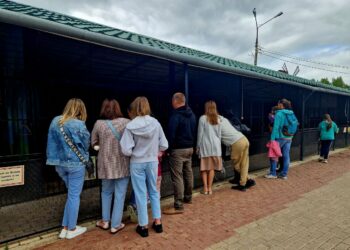 Зоологи рассказали как живет в Самаре львенок Алтай