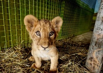 Зоологи рассказали как живет в Самаре львенок Алтай