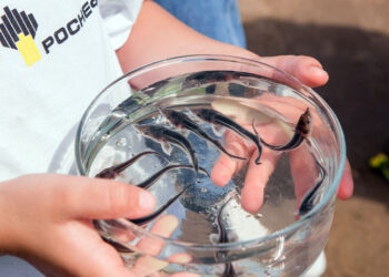 Представители АО «Самаранефтегаз» выпустили в Волгу 95 тысяч мальков стерляди