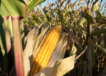 Коллекторы банкротят одно из ключевых предприятий Красноармейского района Самарской области