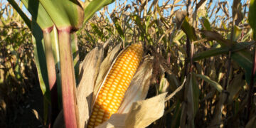 Коллекторы банкротят одно из ключевых предприятий Красноармейского района Самарской области