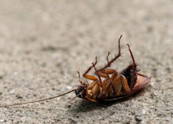 В самарском торговом центре неудачно потравили тараканов – пришлось вызывать «скорую»