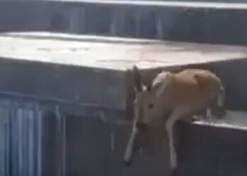 В Самаре по Софийской набережной прогулялись две косули