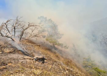 В Тольятти и Жигулевске выгорают более 10 гектар леса
