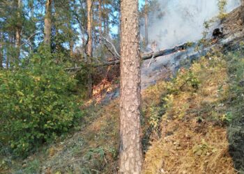 В Тольятти и Жигулевске выгорают более 10 гектар леса