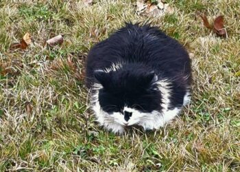 Историей с массовым отравлением кошек в Самаре заинтересовались в Госдуме