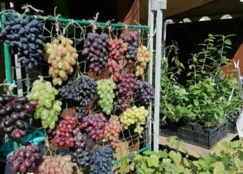 В Самаре за последний год число сельскохозяйственных ярмарок выросло на 62%