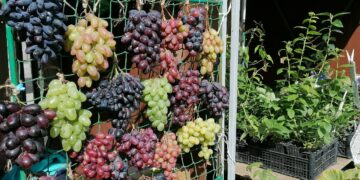 В Самаре за последний год число сельскохозяйственных ярмарок выросло на 62%