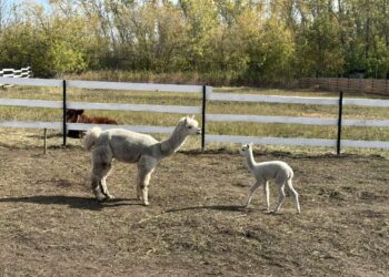 Основатели тольяттинского пикник-парка планируют построить глэмпинг с господдержкой в Самарской области