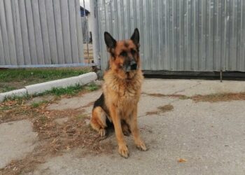 В самарском УФСИН отправили на пенсию 17 немецких овчарок