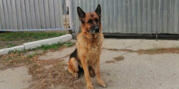 В самарском УФСИН отправили на пенсию 17 немецких овчарок