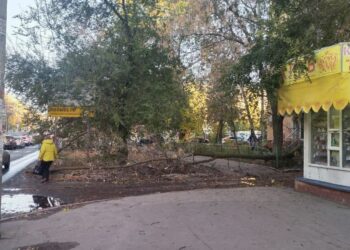 В Самаре штормовой ветер повалил десятки деревьев