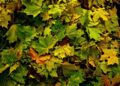 Афиша выходного дня: куда сходить в Самаре с 27 по 29 октября