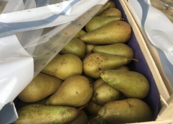 Самарская таможня перехватила 36 тонн контрафактных груш