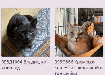 В Самару приедут «фронтовые» коты из зоны СВО – их можно забрать домой