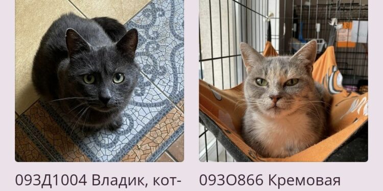 "Фронтовые" коты, фото: taplink.cc/koshkindomdonetsk
