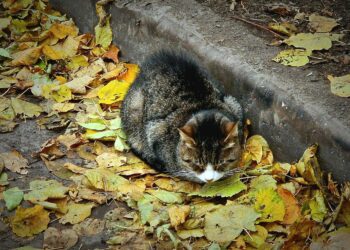 В Самаре на выходных будут заморозки до — 6°C