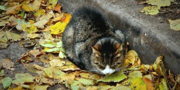 В Самаре на выходных будут заморозки до — 6°C