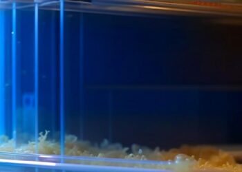 Охлажденные макароны и рис снижают сахар в крови, улучшают здоровье кишечника и уменьшают риск рака