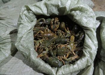 В Самаре транспортные полицейские задержали нелегальных торговцев раками