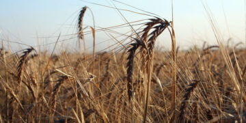 Самарский агропром сосредоточился на импортозамещении