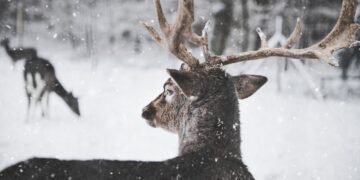 Куда пойти в Самаре на Новогодних праздниках всей семьей бесплатно