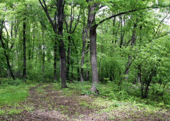 Мэрии Чапаевска не удалось аннулировать городские зеленые массивы