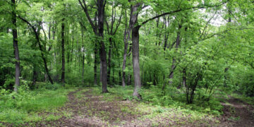 Мэрии Чапаевска не удалось аннулировать городские зеленые массивы