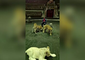 В цирке Самары Эдгард Запашный снял ролик с тиграми и озвучил цитатой из «Слова пацана»