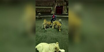 В цирке Самары Эдгард Запашный снял ролик с тиграми и озвучил цитатой из «Слова пацана»