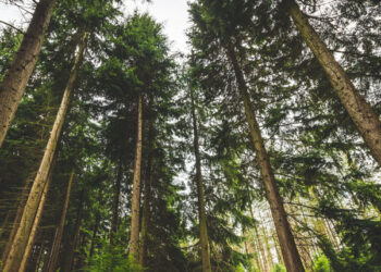 У 20 самарских региональных памятников природы появились охранные зоны