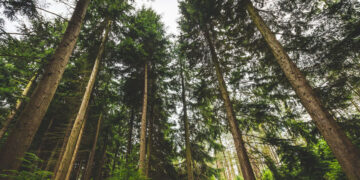 У 20 самарских региональных памятников природы появились охранные зоны